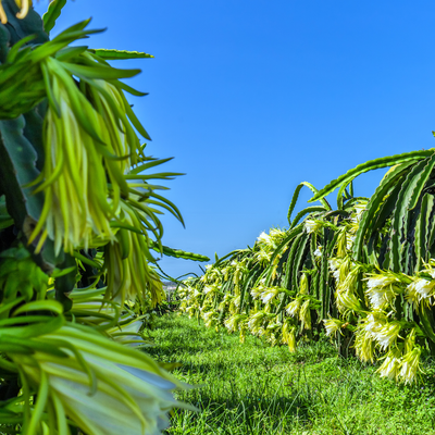 Dragon Fruit