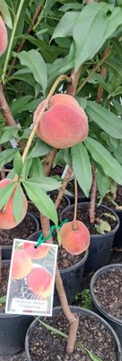 Peach Trees