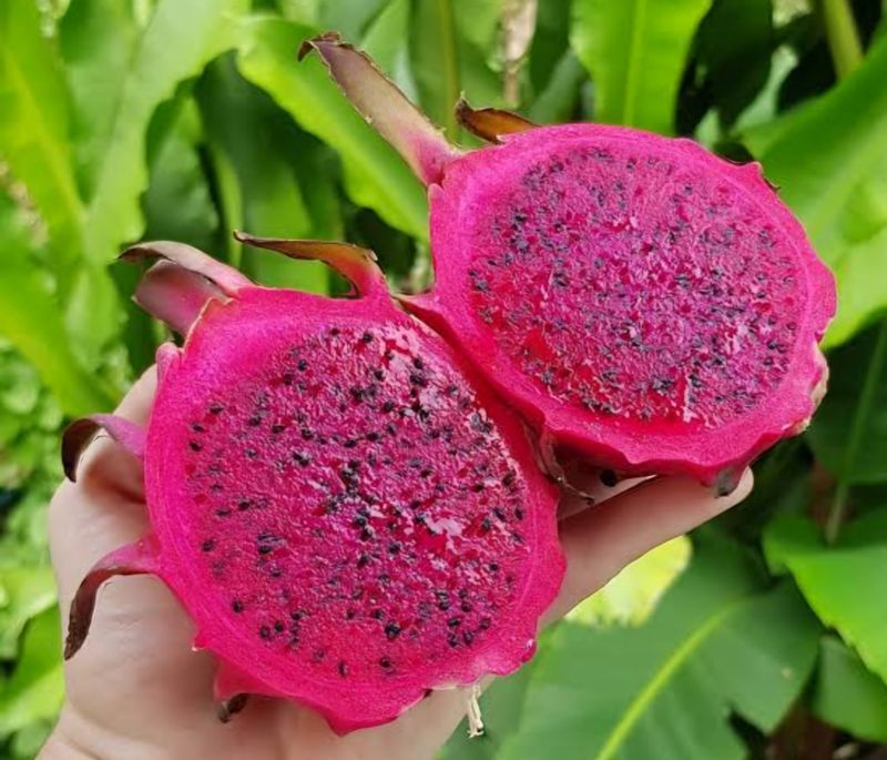 Dragon Fruit Plant Columbian Red (Selenicereus Monacanthus) Organic