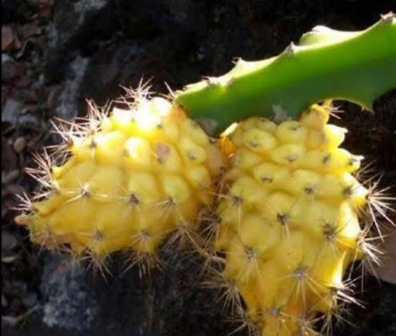 Dragon Fruit Plant Yellow spiky Organic (Hylocereus Megalanthus) Super Sweet