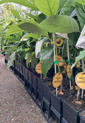 Avocado (Sharpe) Grafted 40-60cm (A)