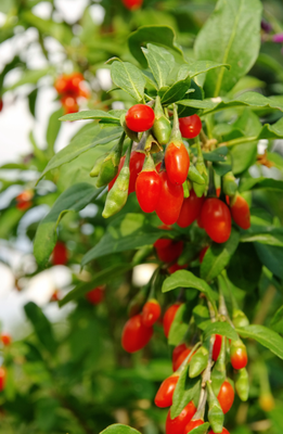 Goji Berry Plants