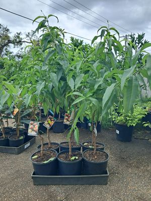 Peach (Tropic Snow) Air Layered Tree Advanced 80-100cm