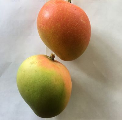 Rosa Mango Grafted Advanced 80-100cm