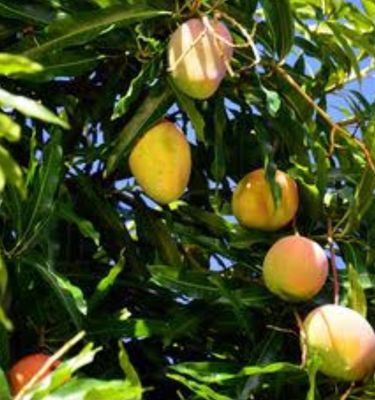 Mango (Gullivers Triumph) Grafted Advanced 80-100cm
