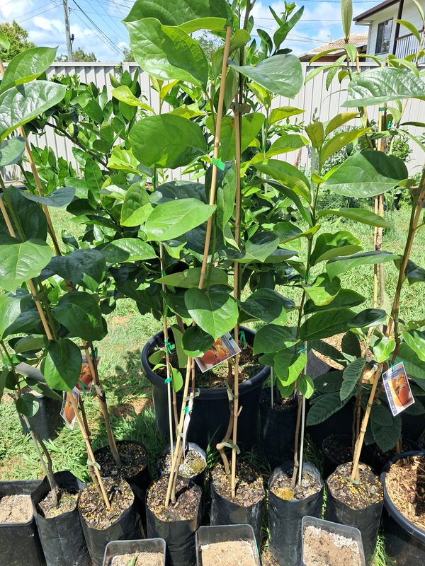 Persimmon (Ichi Ki Kei Jiro) Grafted Tree Advanced 80-100cm