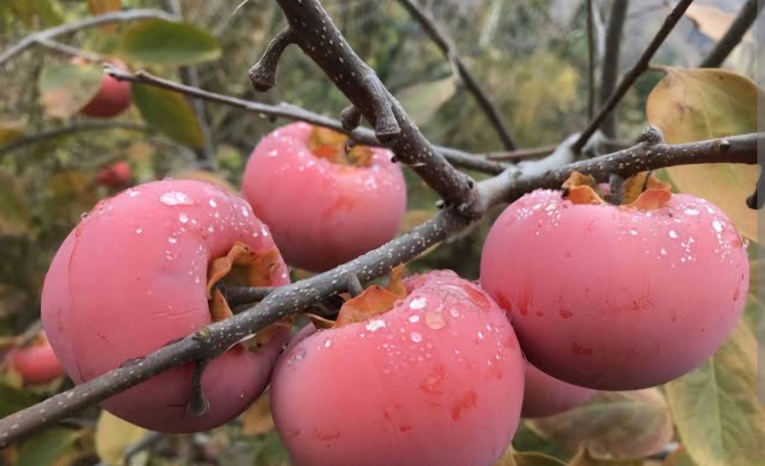 Persimmon (Fuyū) Grafted Tree Advanced 80-100cm