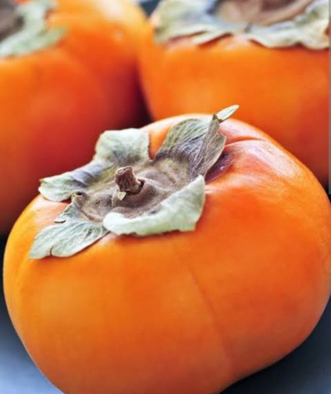 Persimmon (Ichi Ki Kei Jiro) Grafted Tree Advanced 80-100cm