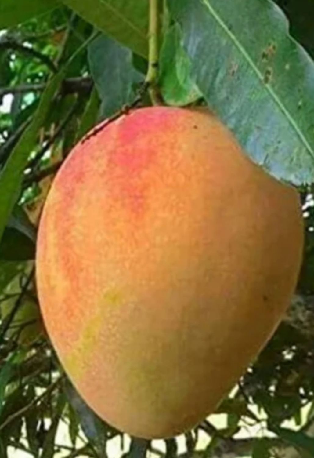 Mango (Red Alphonso) 60-80cm