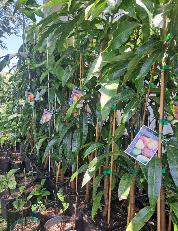 Mango (Red Alphonso) Grafted - 60-80cm