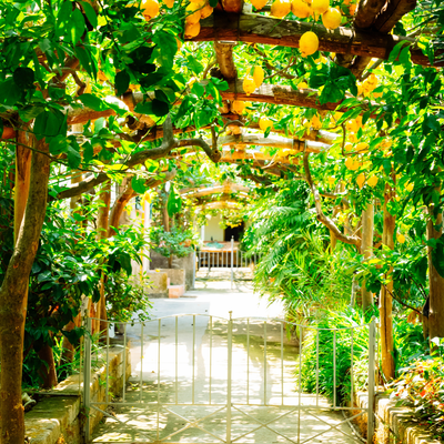 All Plants