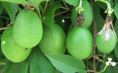Passion Fruit Vines