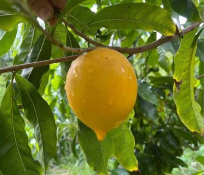 Abiu Fruit Trees