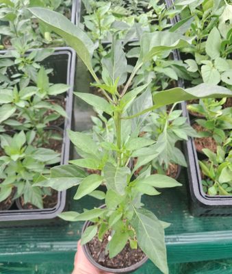 Birds Eye Chilli Plant Large Organic
