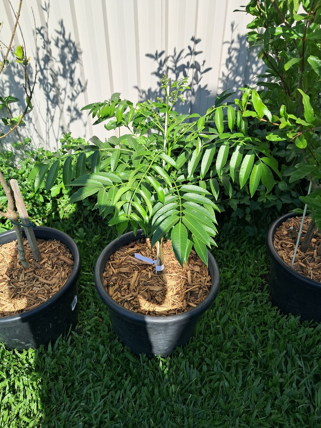 Dwarf June Plum Tree Organic (Spondias Dulcis)