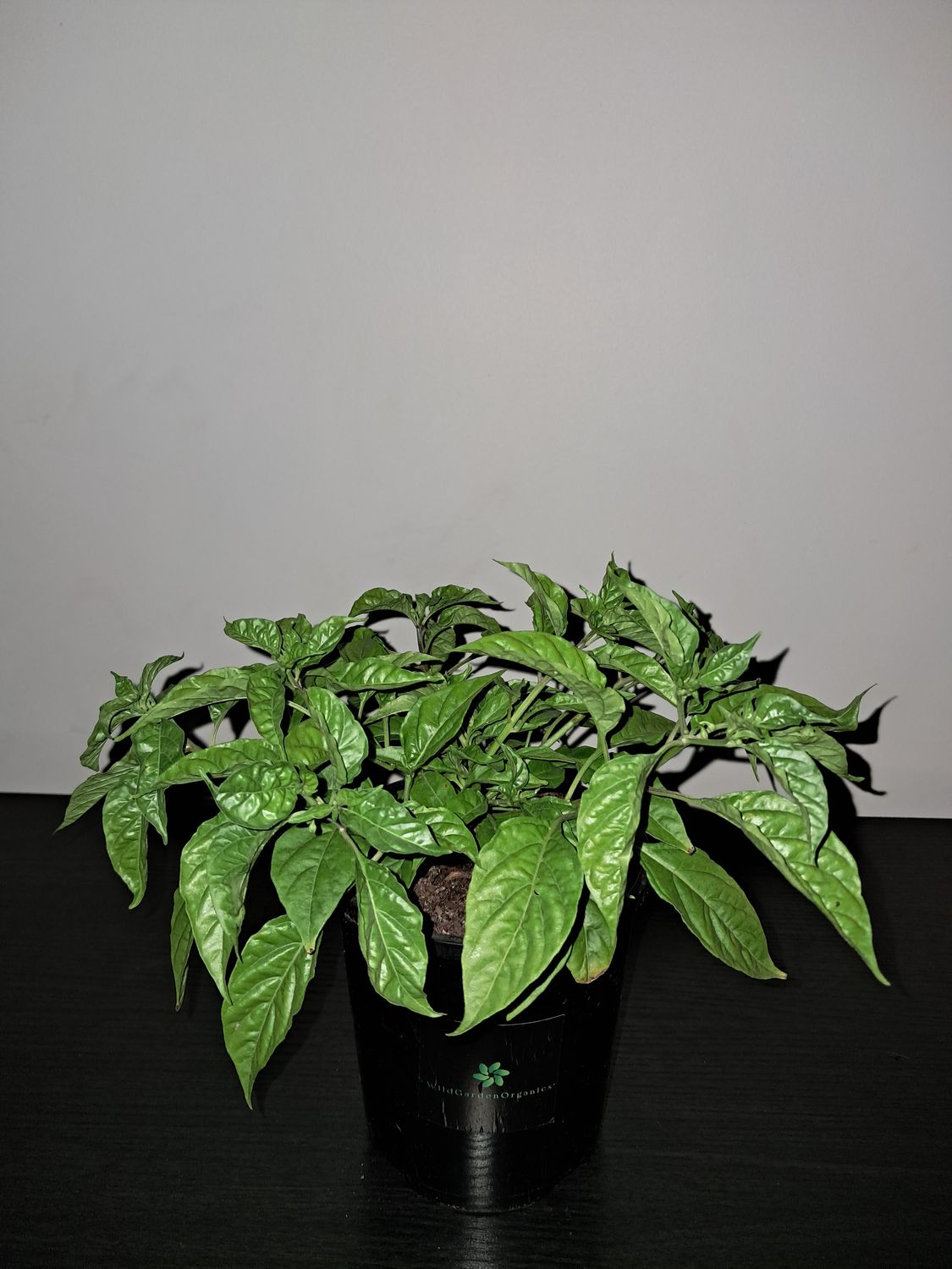 Aj Charapita Chilli Plant Organic 700ML Pot