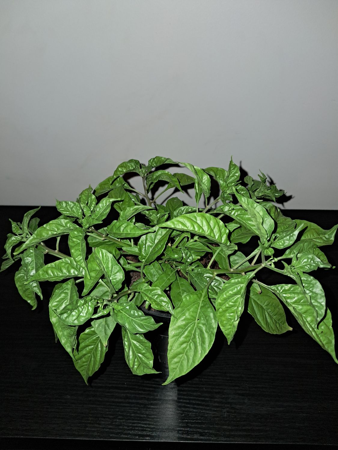 Aj Charapita Chilli Plant Organic Large
