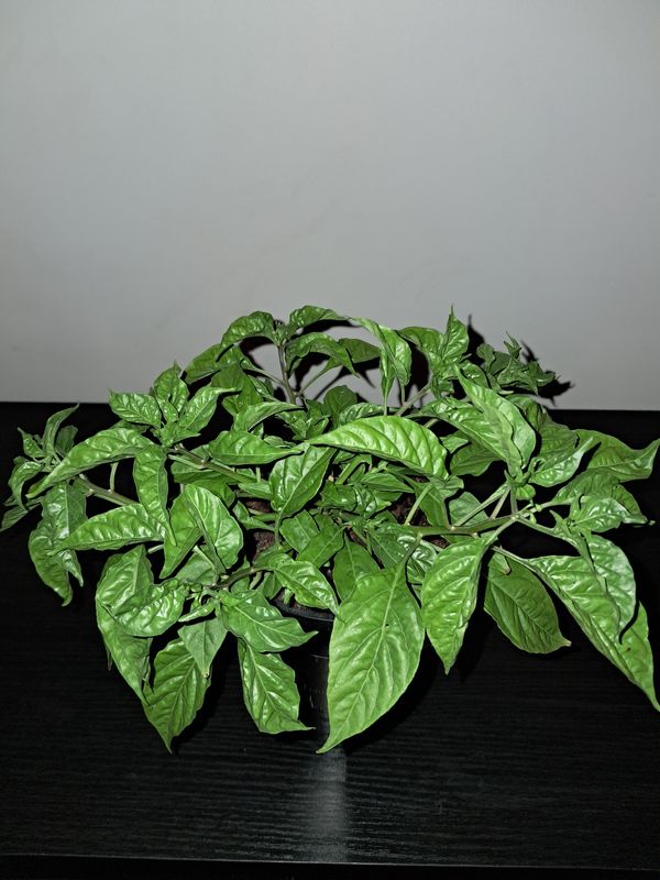 Aj Charapita Chilli Plant Organic Large