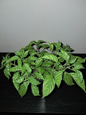 Aj Charapita Chilli Plant Organic Large