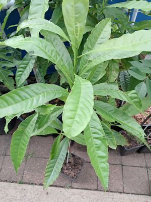 Abiu Fruit Tree Advanced 80-100cm (Pouteria Caimito)