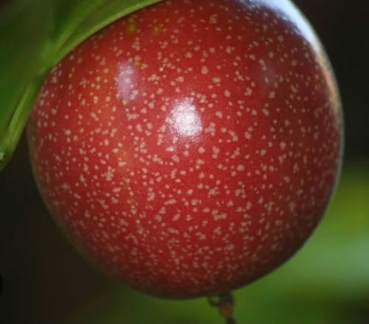 Panama Pandora Red Passion Fruit Vine (Large)