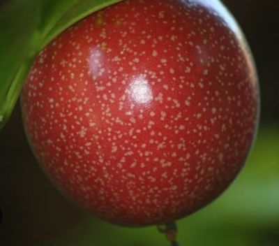 Panama Pandora Red Passion Fruit Vine (Large)