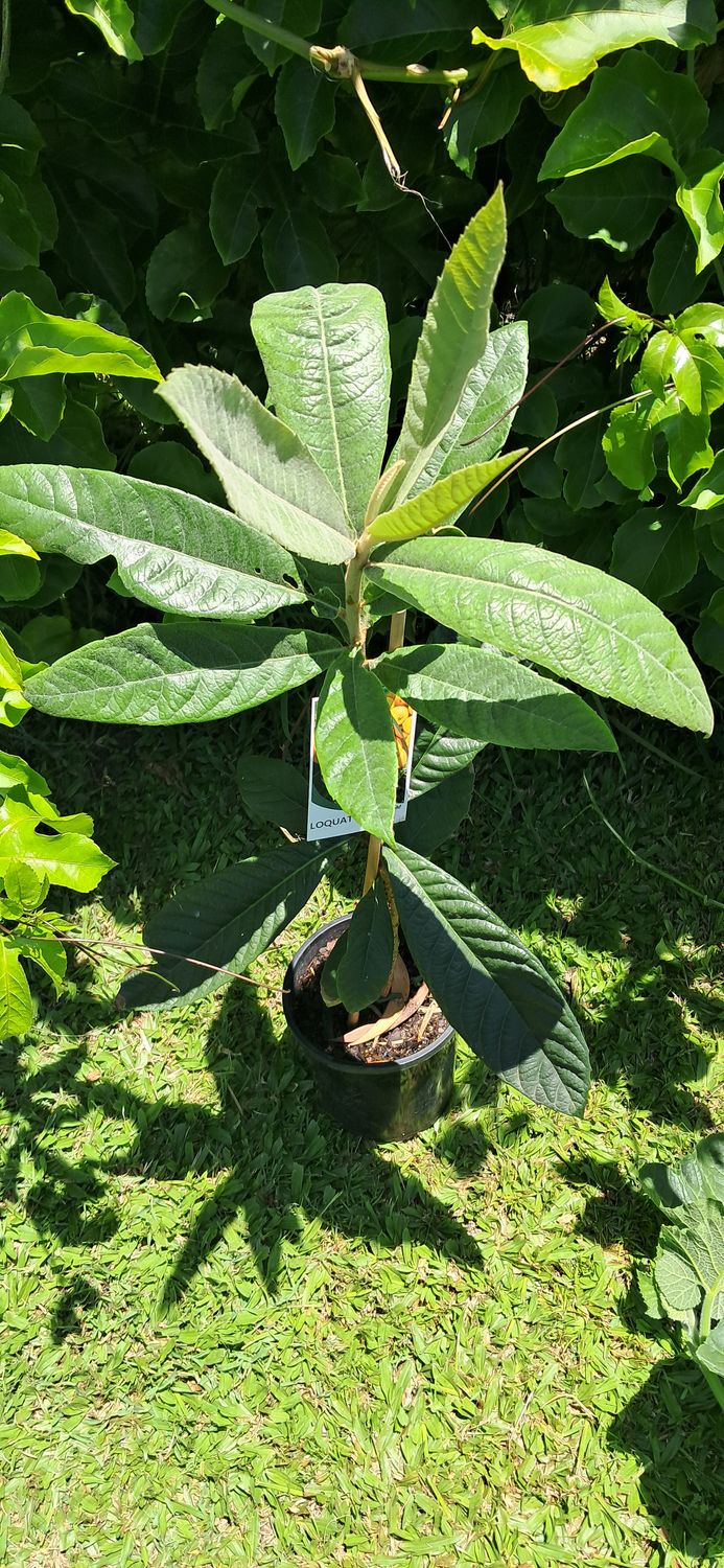 Loquat Grafted (Honey Dew) - 80-100cm