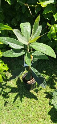 Honey Dew Loquat Grafted