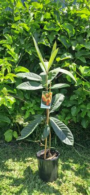 Loquat Grafted (Bessel Brown) - 80-100cm