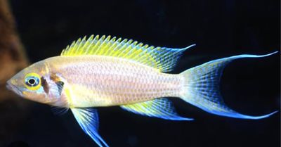 Fish Flakes