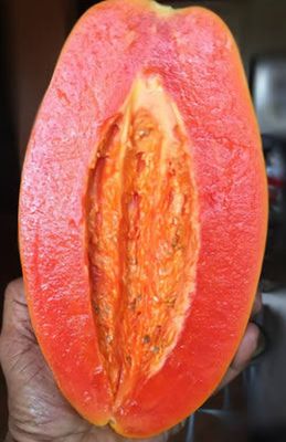 Paw Paw Dwarf Red Lady Organic 60-100cm (Advanced)