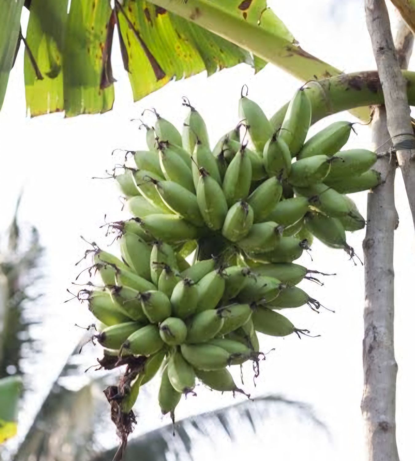Lady Finger Banana Plant Organic (Sword Sucker)
