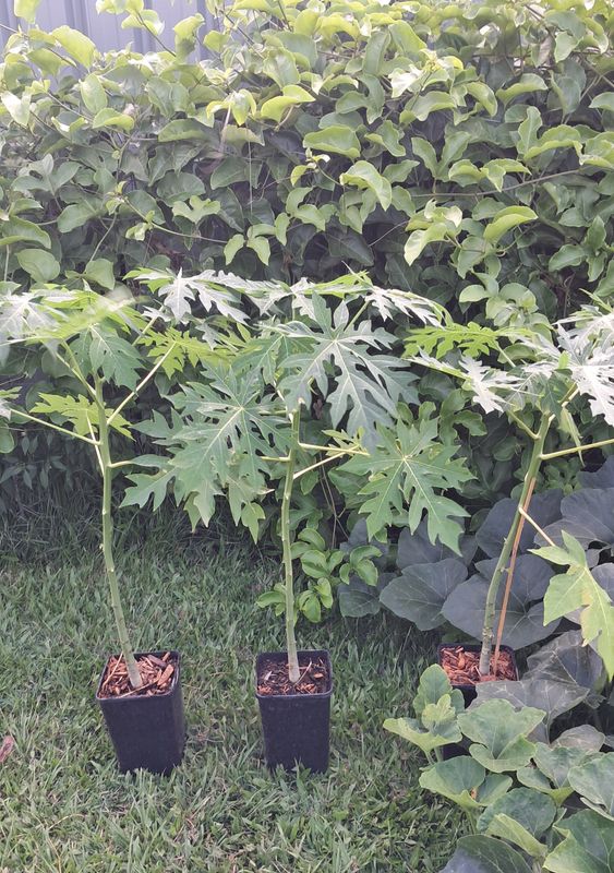 Paw Paw Dwarf Red Lady Organic 60-100cm (Advanced)