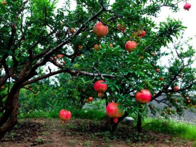Pomegranate Seedling Organic - 700ML Pot