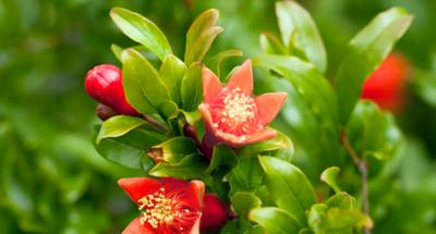 Pomegranate Seedling Organic - 700ML Pot