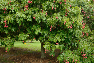 Organic Lychee Seedling - 700ML Pot