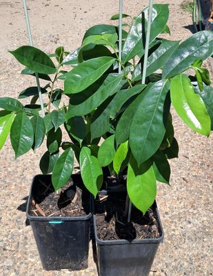 Soursop Plant Organic (Annona Muricata)