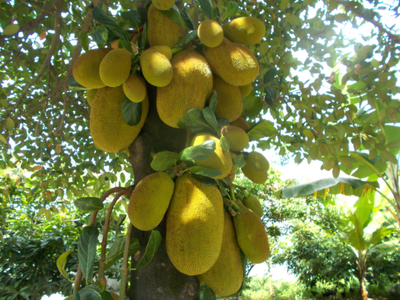 Jackfruit Trees