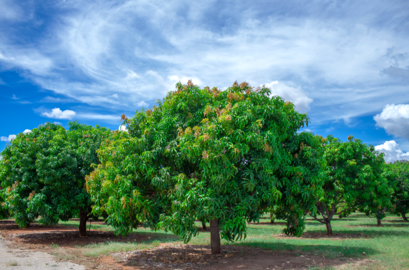 Mango (Beverly) Grafted - 60-80cm