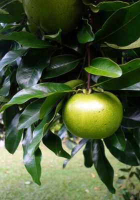 Black Sapote Grafted - Mossman Advanced 100cm
