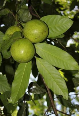 Black Sapote Grafted - Tahiti Advanced 100cm