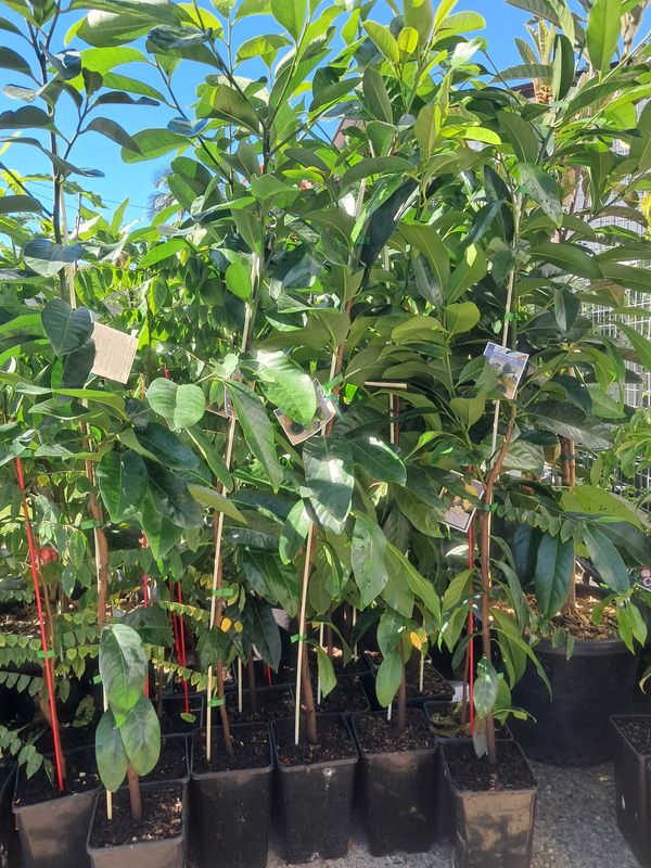 Black Sapote Grafted - Tahiti Advanced 100cm