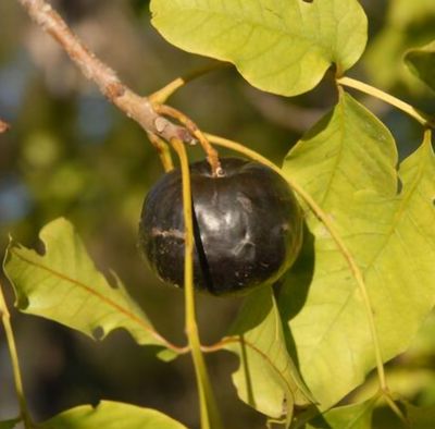 Burdekin Plum Trees