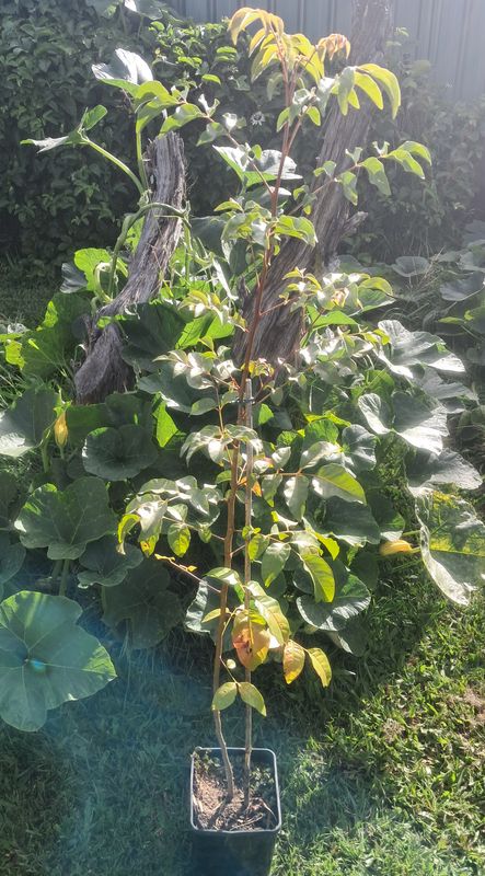 Burdekin Plum Tree Organic - Advanced 80-100cm