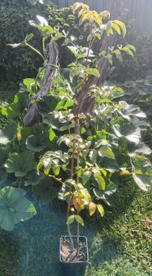 Burdekin Plum Tree Organic - Advanced 80-100cm