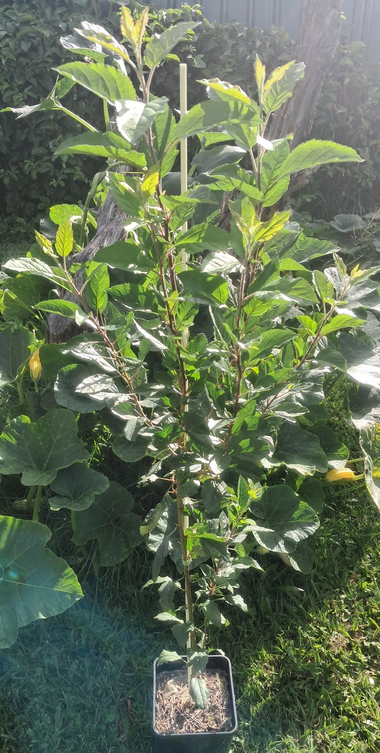 Apple Tree Organic - Advanced 80-100cm