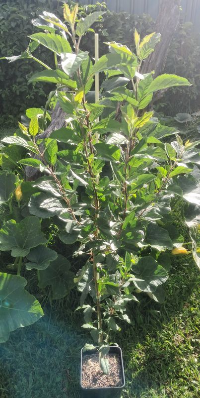 Apple Tree Organic - Advanced 80-100cm