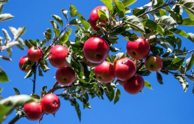 Apple Tree Organic - Advanced 80-100cm