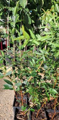 Dwarf Lilly Pilly Bush Edible Berry 60cm
