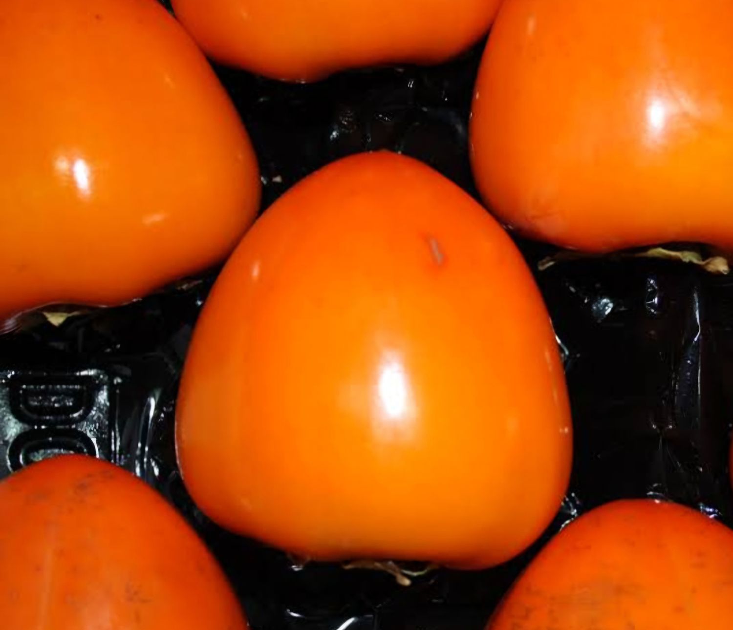 Persimmon (Nightingale) Grafted Tree Advanced 80-100cm